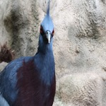 Victoria Crowned Pidgeon - Close Up